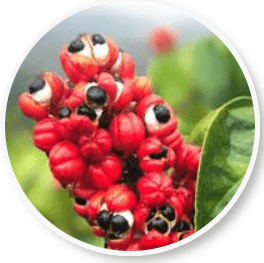 Guarana Seed Extract - Natural Energy Booster for Your Active Lifestyle | Beliv